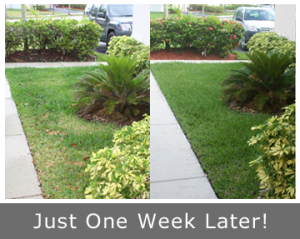 The Ellicott City Irrigation repair team makes you lawn green just one week later